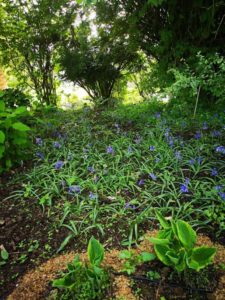 Deer Park Delight 10