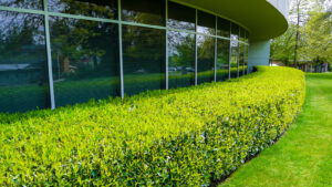 Commercial Landscape Design